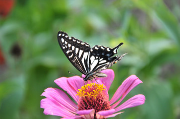 Black white butterfly standing and looking for nectar from pink daisy flower