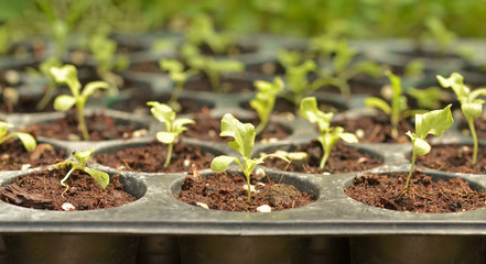 Tree organics planing in plastic vase ,smart farmer 