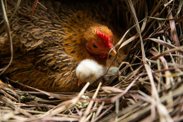 Hens are hatching