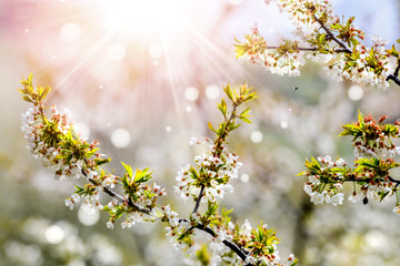 Spring Cherry blossoms, pink and white flowers on fruit tree.