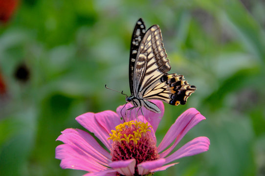 Black yellow butterfly standing and looking for nectar from pink daisy flower