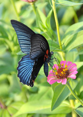 Dark blue butterfly standing on pink daisy flower