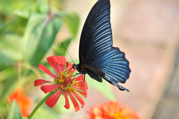 Dark blue butterfly standing on red daisy flower