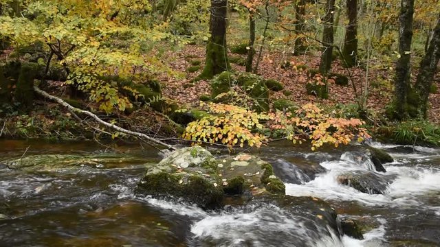 Small mountain river in autumn forest