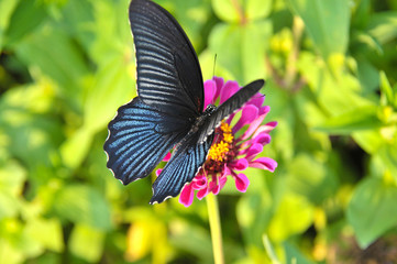 Dark blue butterfly standing and collecting nectar from dark pink daisy flower