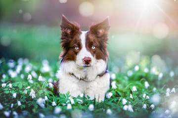 Border collie dog head detail in amazing magic forest. Beautiful brown white dogs looking portrait.