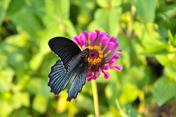 Dark blue butterfly standing and collecting nectar from dark pink daisy flower