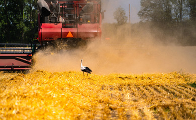 Combine harvester in action on wheat field. Process of gathering ripe crop from the fields. Crane...