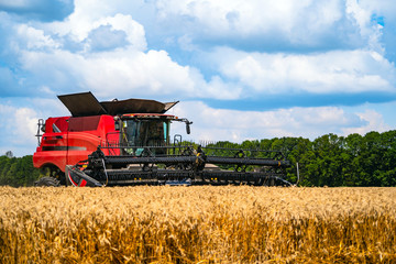 Red grain harvesting combine in a sunny day. Yellow field with grain. Agricultural technic works in...