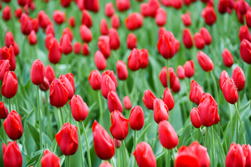 Red tulip plant flowers in beautiful garden. Many blossom tulips in top view.