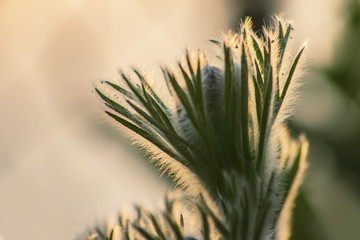 Macro photo of plant trichomes, strong bokeh