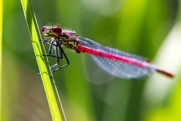 damselfly perched with bright colors