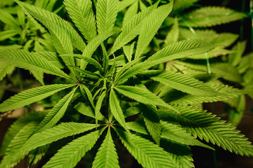 The leaves of hemp closeup. Growing marijuana under artificial light lamp