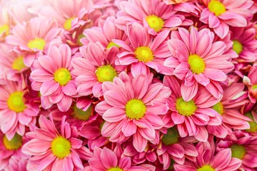 Deurstickers Roze en gele madeliefjes bloem bos. Boeketten van bloesem regenboog chrysant bloemen. Violet gekleurde madeliefjebloemen met zonlicht op achtergrond. © Milan