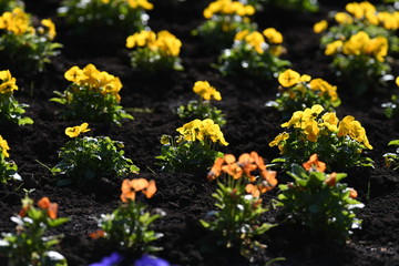 カラフルな花壇