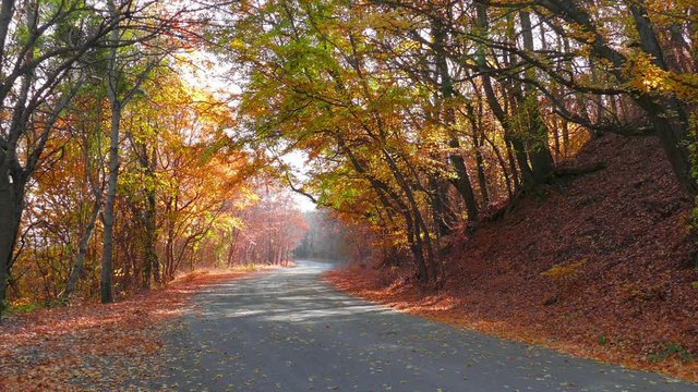 Road in autumn forest. Colorful trees with falling leaves in autumn sunlight in light wind