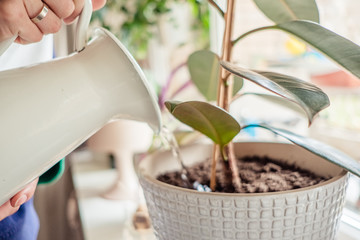 woman's hands watering plants in home selective focus. Making homework. Domestic life concept
