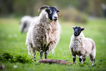 Obraz premium Sheeps on a meadow with beautiful green grass.