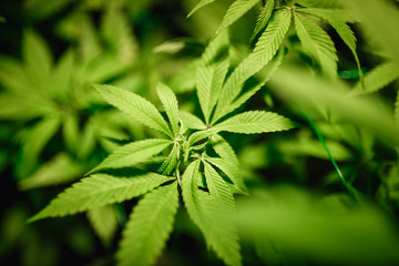 Naklejka na ściany i meble The leaves of hemp closeup. Growing marijuana under artificial light lamp