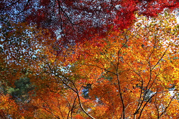 紅葉