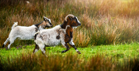 Obraz premium Group of small and adult goats run through green fresh grass with beards.