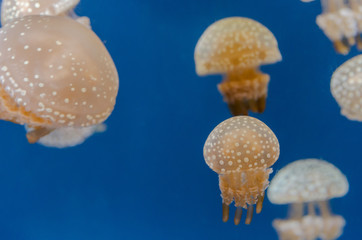 Jellyfish in an aquarium