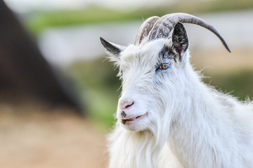 Bearded white goat portrait on beautiful blur bokeh in natural habitat with horns.