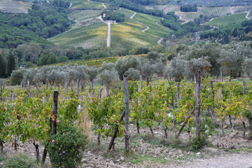 colored vineyards and olive trees in Chianti region, Tuscany. Italy.