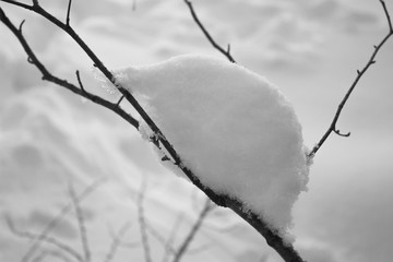 Snow on thin branch trees covered in snow, winter closeup macro
