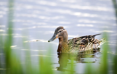 Wild duck femnale swiming in little pond at summer day.