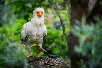Egyptian Vulture on rustic wooden stump in natural habitat. (Neophron percnopterus)
