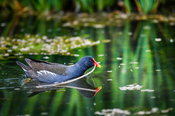 Common Moorhen in natural water natural habitat. (Gallinula chloropus). Bird wide photo, panorama concept.
