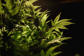 The leaves of hemp closeup. Growing marijuana under artificial light lamp