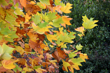 colorful maple leaves on the trees. Autumn background.