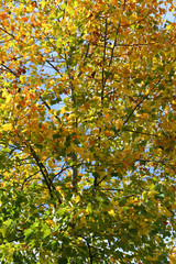colorful maple leaves on the trees. Autumn background.