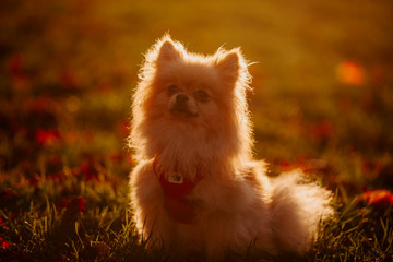 Hund 