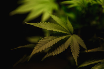 The leaves of hemp closeup. Growing marijuana under artificial light lamp