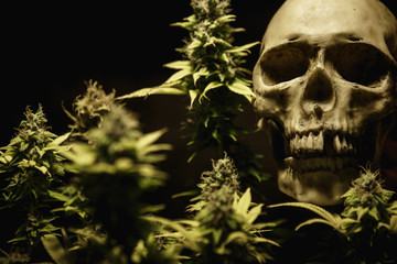 A human skull with a cannabis Bush and a marijuana cone. Scary picture about the deadly addiction...