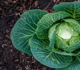 Green juicy headed cabbage with dew on the leaves growing on black soil