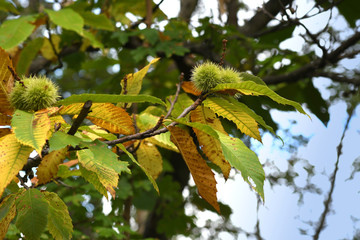 chestnuts on tree in a forest