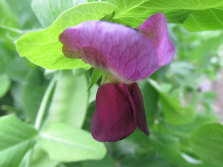 pink flower in the garden