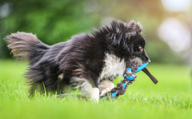 Happy Shetland Sheepdog running or jumping on green grass. Little sheltie dog play.