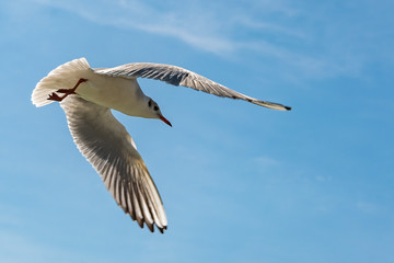 Seagull in flight against blue sky.