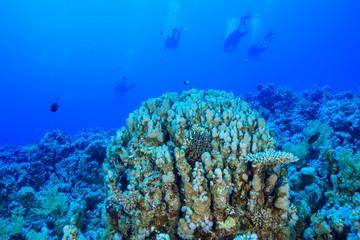 Obraz na płótnie Canvas Coral Reef at the Red Sea Egypt