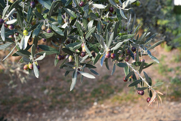 Olives on the branch in Tuscany before harvesting. Italy.