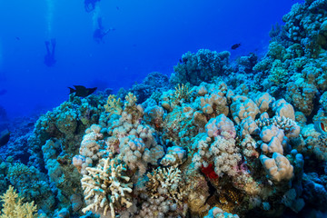 Coral Reef at the Red Sea Egypt