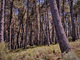 Daytime view of woodlands