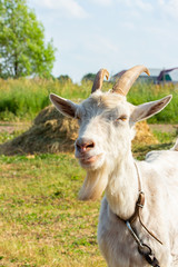 Fototapeta premium Portet of a white farm goat with a beard. A goat with large horns grazes in nature, a vertical portrait of a goat
