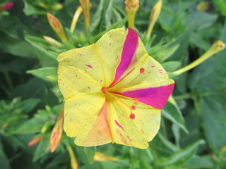 autumn leaves on black background