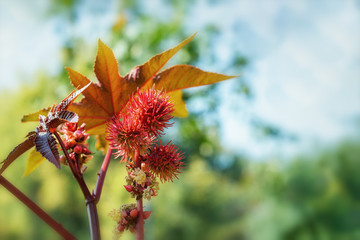 Ricinus communis, red spiny fruits and large carved leaves. Oilseed, medicinal, healthy and ornamental garden plant.